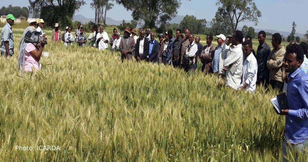 In 2024, ample preparation and favorable rainfall resulted in a 138% increase in Eritrea's crop production.