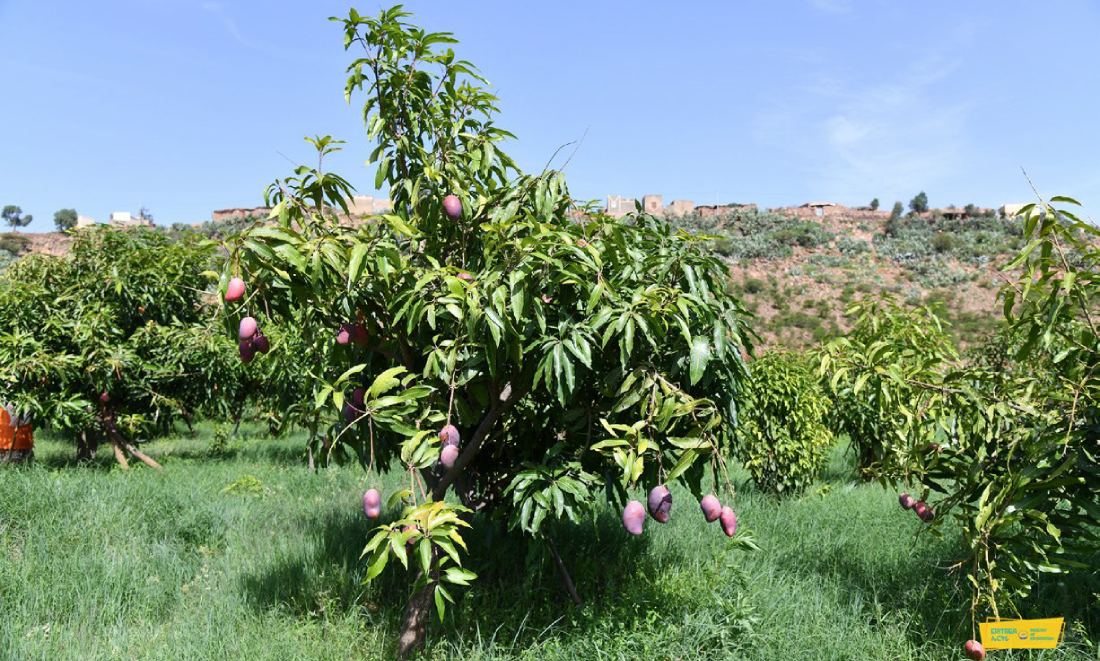 Eritrea production of fruits and vegetables