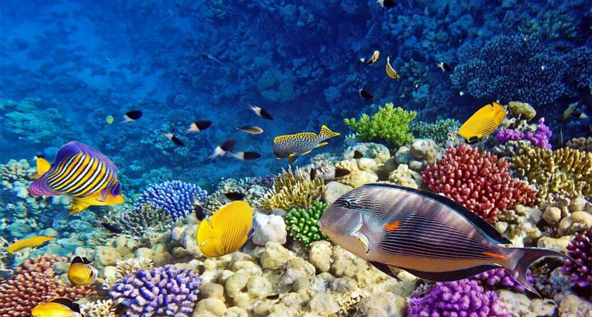 The marine bio-diversity in the Red Sea: over 1000 different species of fish and 250 types of corals 